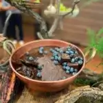 Tacho de cobre com brigadeiro cremoso de colher, coberto com mirtilos frescos e pedaços de chocolate em decoração rústica para eventos.